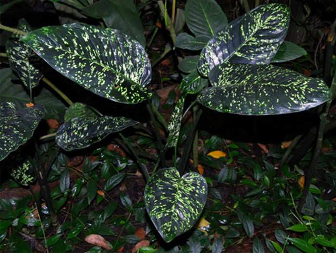 Диффенбахия Леопольда (Dieffenbachia leopoldii)